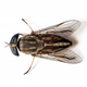 Illustration for article titled Termite Control Experts in Kennesaw Normally Recommend a Multi-Pronged Approach